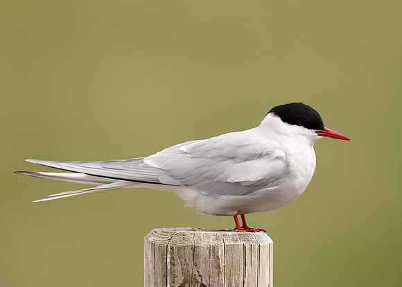 Arctic Tern Sterna paradisaea