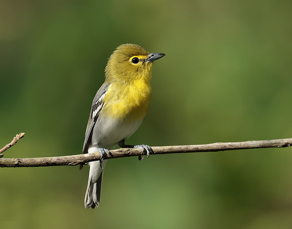 Yellow-throated Vireo Vireo flavifrons