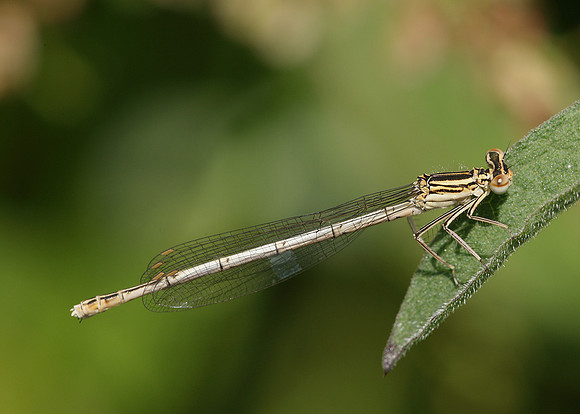 White-legged Damselfly Platycnemis pennipes