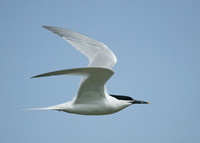 Sandwich Tern Sterna sandvicensis