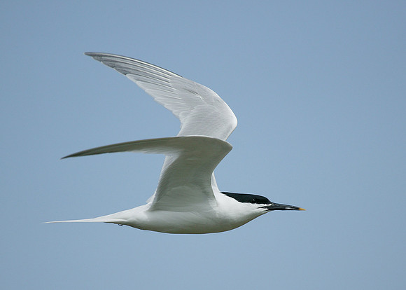 Sandwich Tern Sterna sandvicensis