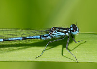 Variable Damselfly Coenagrion pulchellum