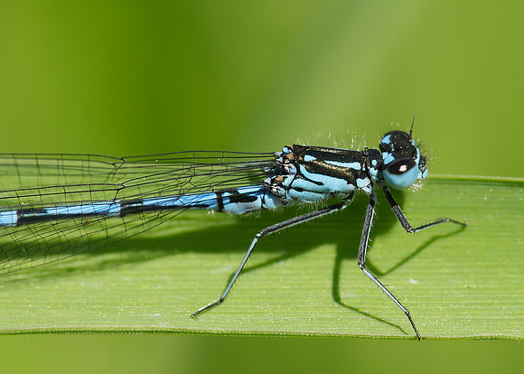 Variable Damselfly Coenagrion pulchellum
