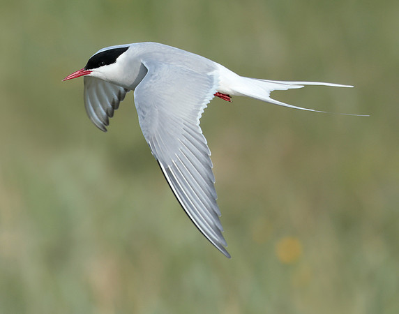 Arctic Tern Sterna paradisaea