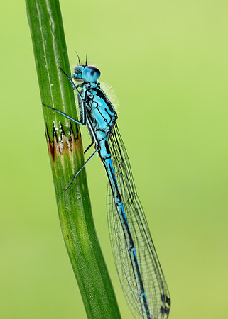Variable Damselfly Coenagrion pulchellum