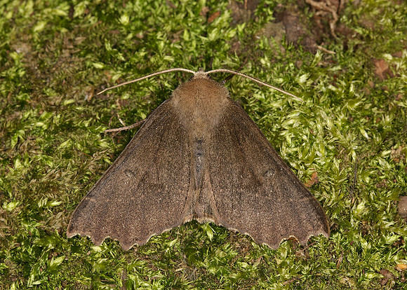 70.240 BF1920 Scalloped Hazel Odontopera bidentata