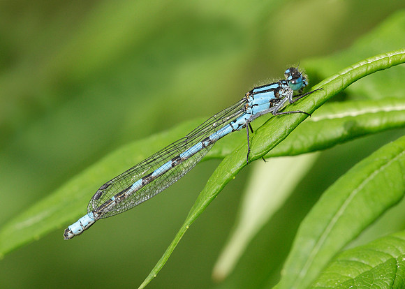 Common Blue Damsefly Enallagma cyathigerum