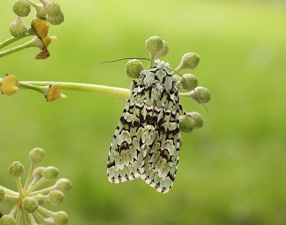 73.224 BF2247 Merveille du Jour Griposia aprilina