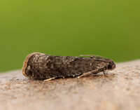 49.357 BF1247 Plum Fruit Moth Grapholita funebrana