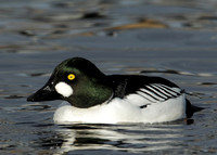Goldeneye Bucephala clangula
