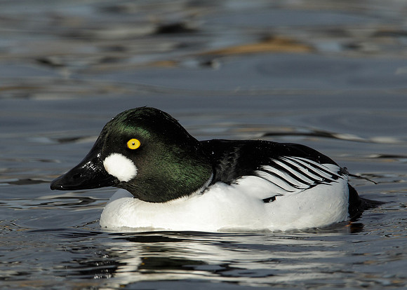 Goldeneye Bucephala clangula