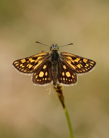 Chequered Skipper Carterocephalus palaemon