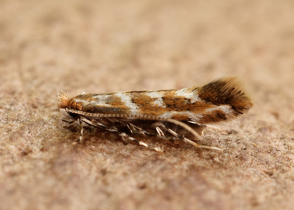 15.089 BF366a Horse Chestnut Leaf-miner Cameraria ohridella