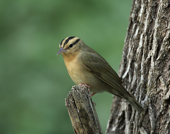 Worm-eating Warbler Helmitheros vermivorum