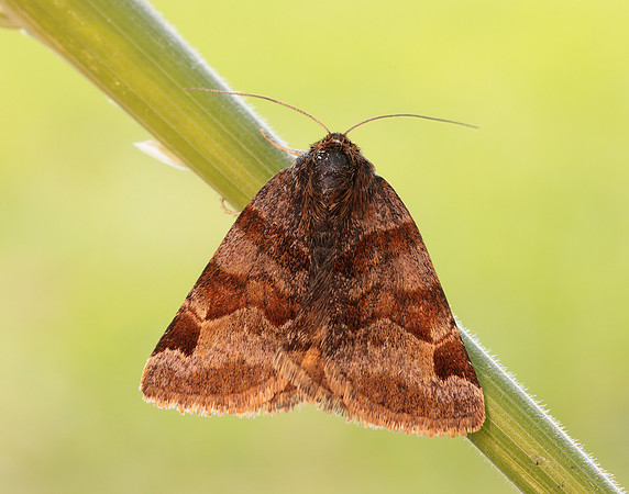 72.083 BF2463 Burnet Companion Euclidia glyphica