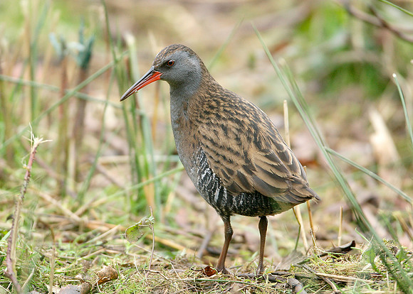 Water Rail Rallus aquaticus