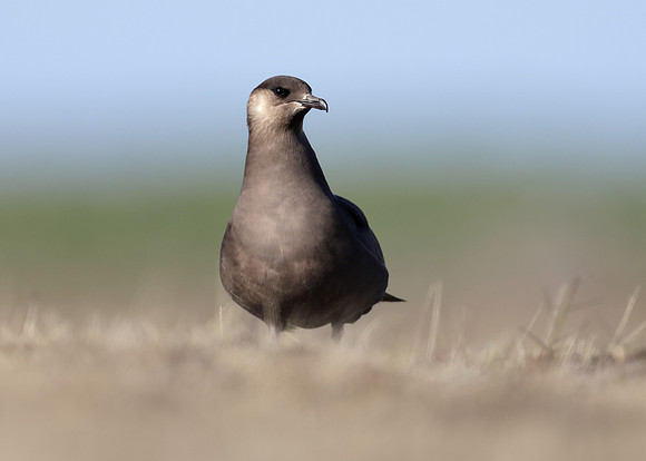 Arctic Skua Stercorarius parasiticus