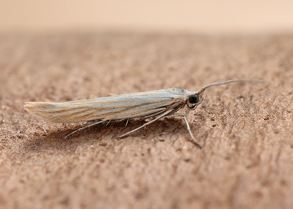 37.065 BF549 Coleophora pennella