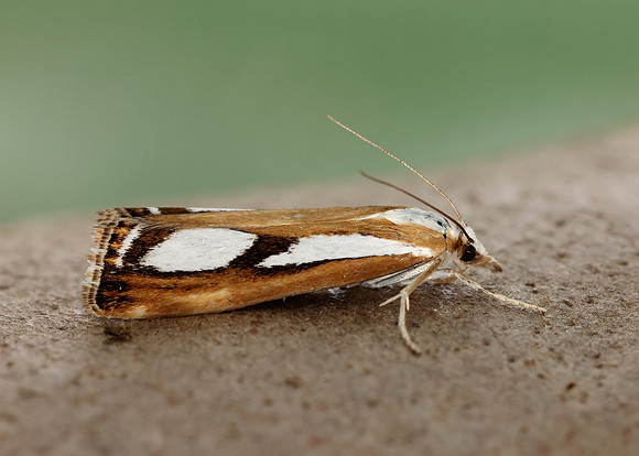 63.096 BF1310 Catoptria permutatellus