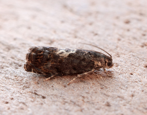 49.365 BF1229 Pammene albuginana