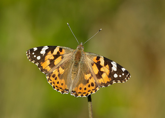 Painted Lady Vanessa cardui