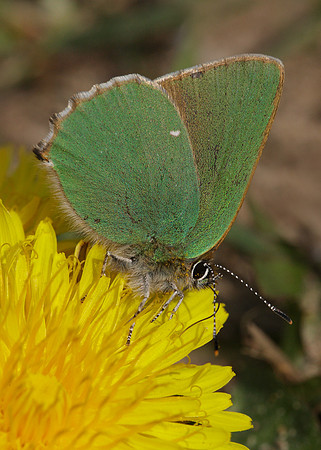 Green Hairstreak Callophrys rubi