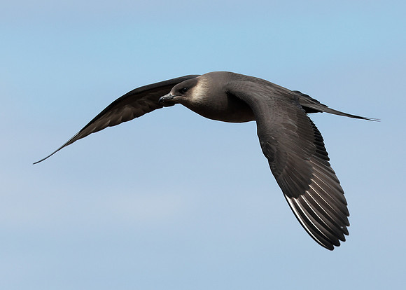 Arctic Skua Stercorarius parasiticus