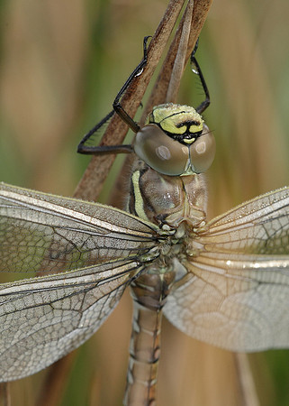 Common Hawker Aeshna juncea