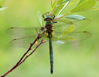 Brilliant Emerald Somatochlora metallica