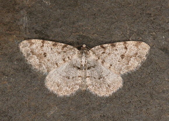 70.274 BF1951 Grey Birch Aethalura punctulata