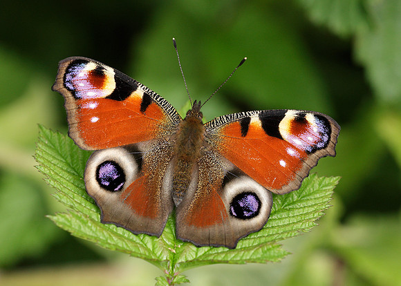 Peacock Inachis io