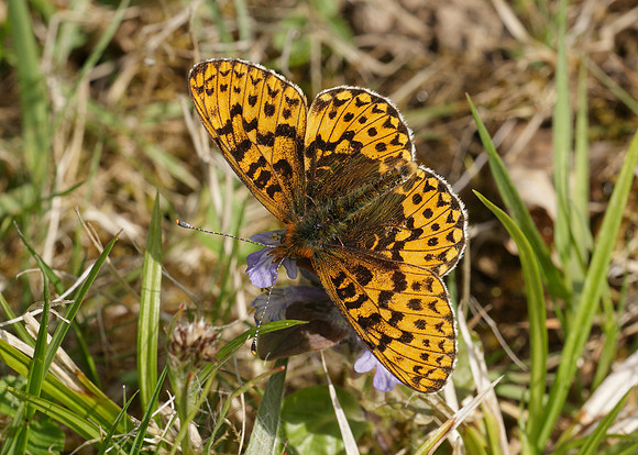Pearl-Bordered Fritillary Boloria euphrosyne