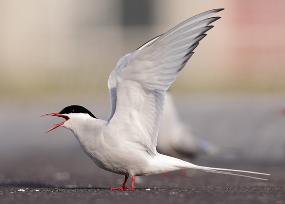 Arctic Tern Sterna paradisaea