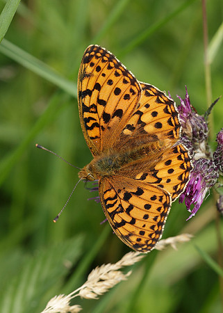 Dark Green fritillary Argynnis aglaja