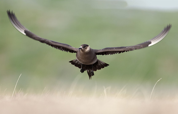 Arctic Skua Stercorarius parasiticus