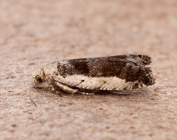 49.249 BF1134 Epinotia ramella
