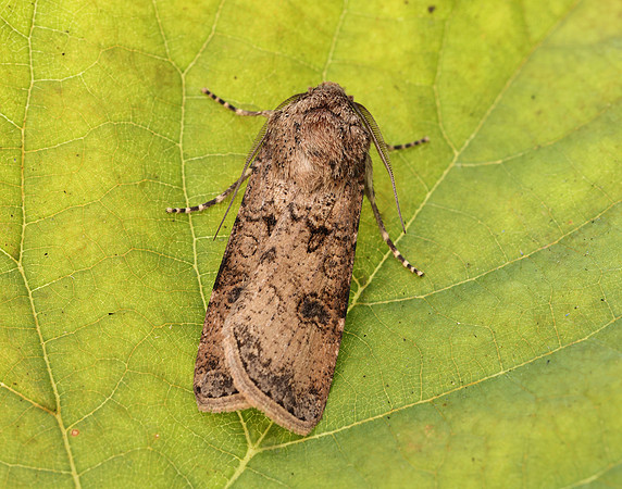 73.319 BF2087 Turnip Moth Agrotis segetum