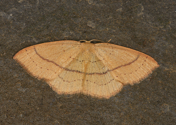 70.037 BF1681 Clay Triple-lines Cyclophora linearia