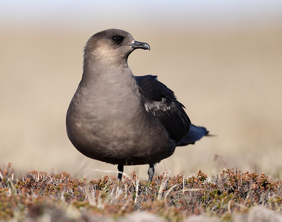 Arctic Skua Stercorarius parasiticus