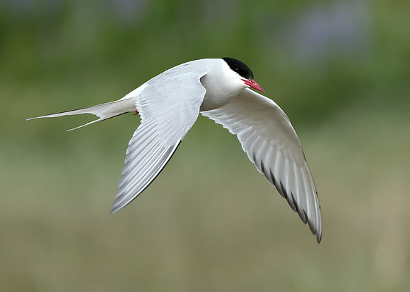 Arctic Tern Sterna paradisaea