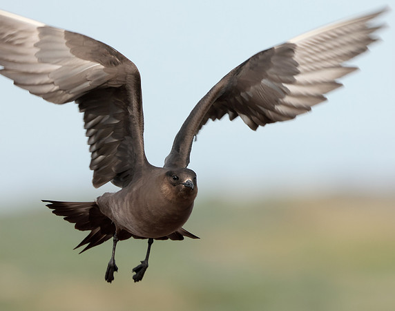 Arctic Skua Stercorarius parasiticus