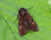 73.156 BF2326 Clouded-bordered Brindle Apamea crenata
