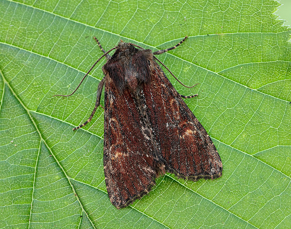 73.156 BF2326 Clouded-bordered Brindle Apamea crenata