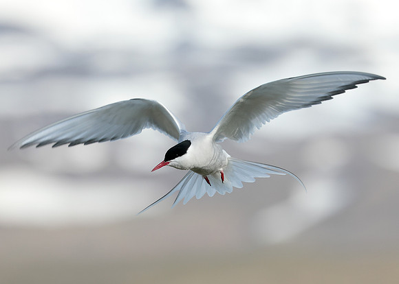 Arctic Tern Sterna paradisaea