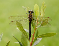 Northern Emerald Somatochlora arctica