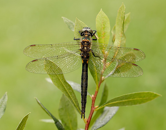 Northern Emerald Somatochlora arctica