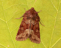 73.176 BF2340 Middle-barred Minor Oligia fasciuncula