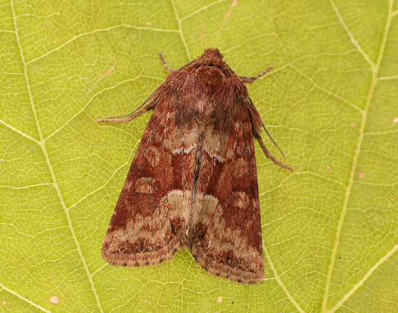 73.176 BF2340 Middle-barred Minor Oligia fasciuncula