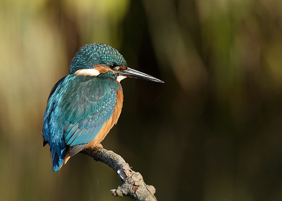 Kingfisher Alcedo atthis
