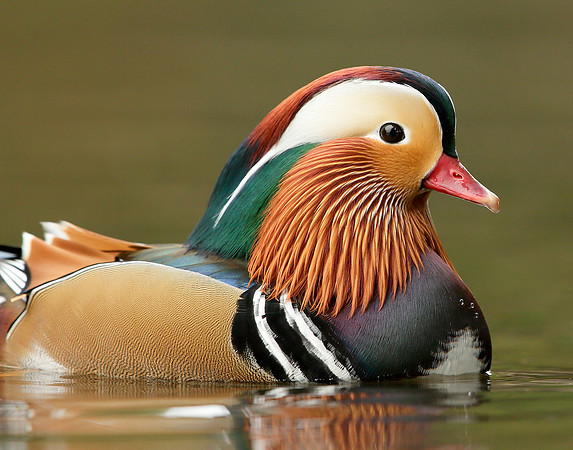 Mandarin Aix galericulata